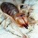 The Big, Big Bug Test The Big, Big Bug Test Image